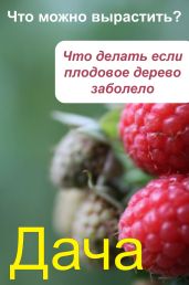 Что можно вырастить? Что делать, если плодовое дерево заболело - Drongelen Wim Van