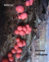 Миксы - Лебедева Наталья Сергеевна