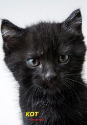 Кот - Паук 