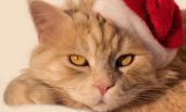 Испорченный праздник или один день из жизни кота Кузьмы - Мурашкина Анна
