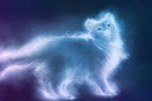 Кошки всякие нужны, кошки всякие важны