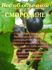 Все об обычной смородине - Дубровин Иван